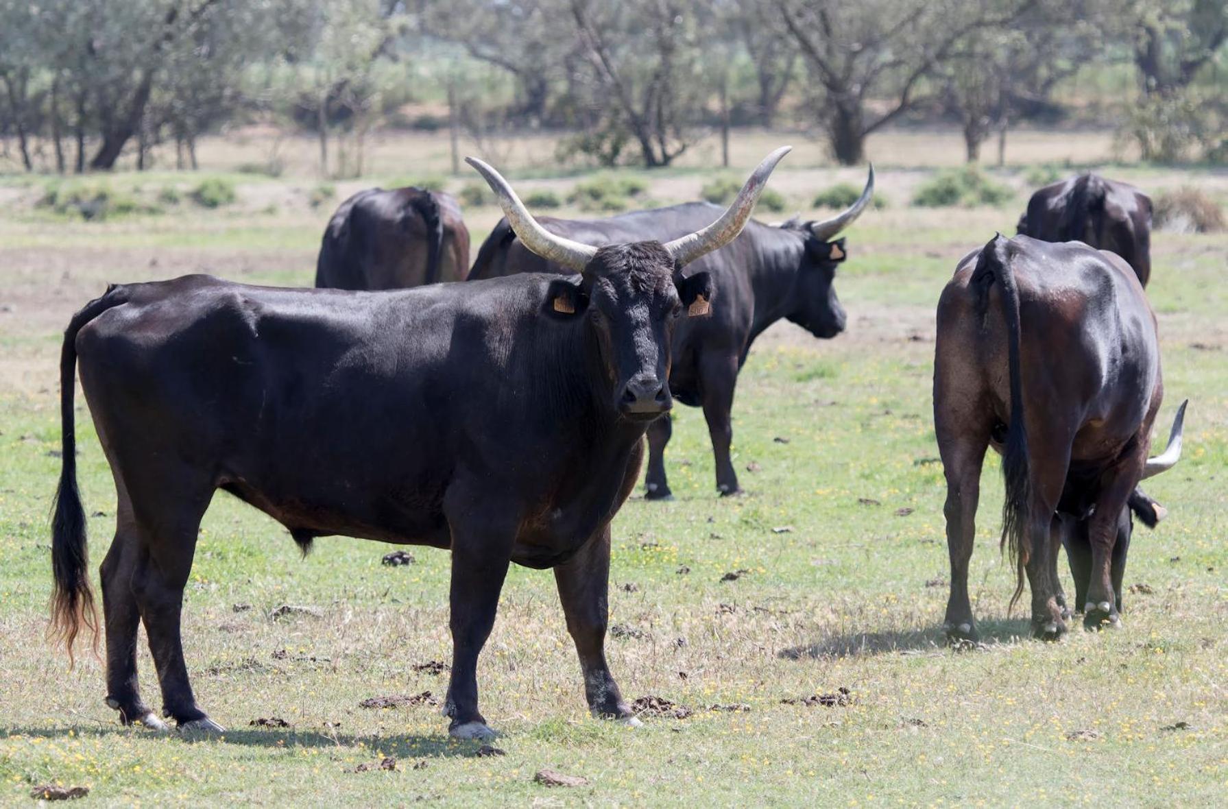 Le Gite De Lolivier En Provence Aramon Dış mekan fotoğraf